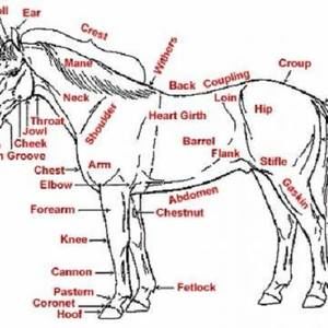 Meet your Posher, Don